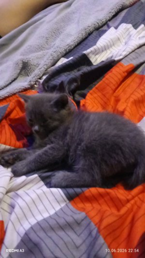 чё делает мой котёнок пока я сплю