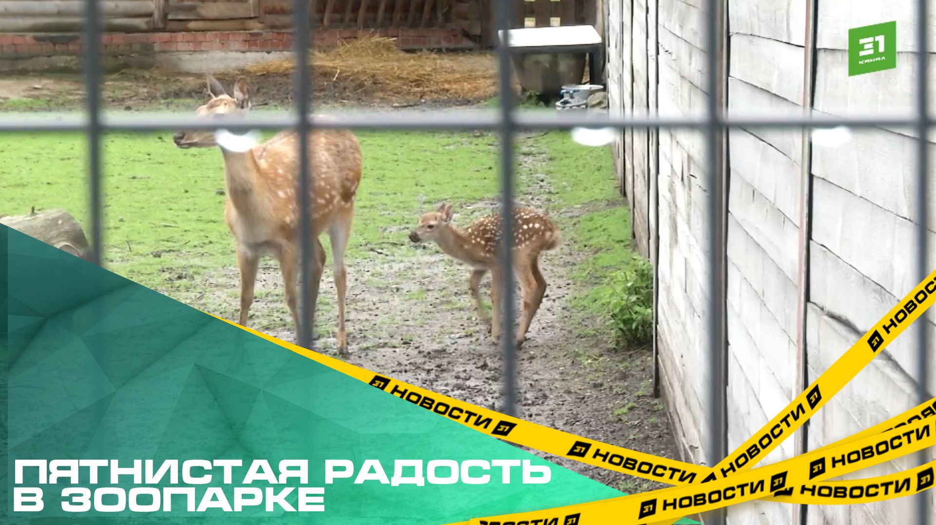Пятнистая радость в зоопарке. Для новорожденного олененка ищут имя