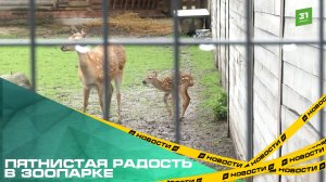 Пятнистая радость в зоопарке. Для новорожденного олененка ищут имя