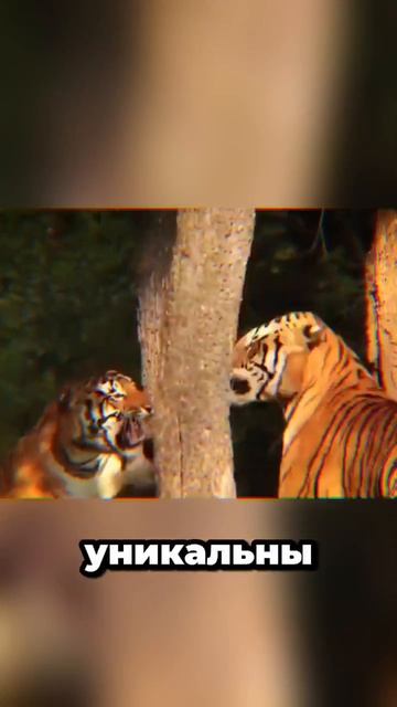 Самая опасная кошка на планете.... #животные #тигры