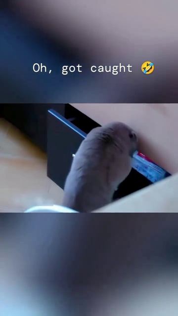 Коты жулики