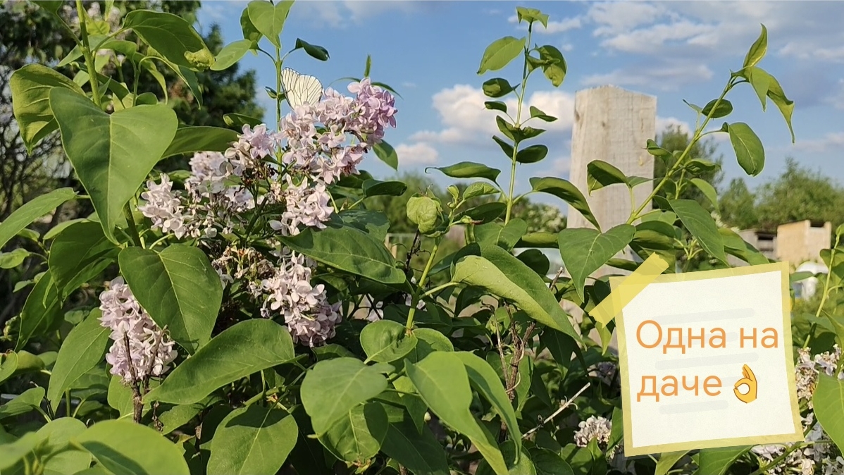 Уютная дача🌿 смотреть онлайн