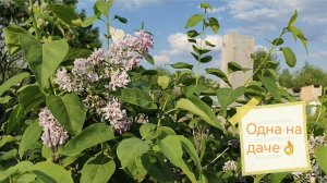 Уютная дача🌿