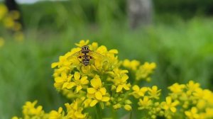 Журчалка. Муха в костюме пчелы. Без жала, но с амбициями. Маскировка как искусство. Июнь 2026