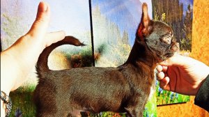 Продаю чихуахуа 07/06/26 #цены ОТ 25 тр #купить_щенка_чихуахуа_продаю +79215950848
