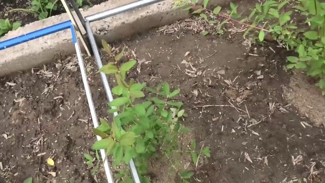 Три сорта моей жимолости 8 июня