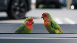 lovebirds2