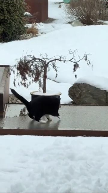 Кот, джингл Белз 🤗