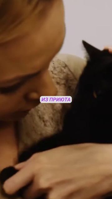 Как Uber на один день стал перевозчиком… котиков