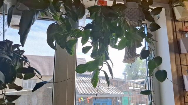 Беглый обзорчик растишек 🏃♀️ смотреть онлайн