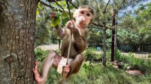 Николь и Финик НАСТОЯЩИЕ ЭКВИЛИБРИСТЫ, а волчата забрались в домик и ОТДЫХАЮТ ОТ ЖАРЫ!