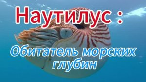 Наутилус : Древний обитатель морских глубин