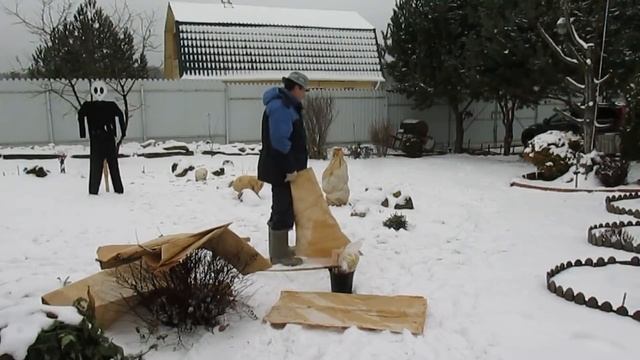 Закрываем хвойные на зиму...