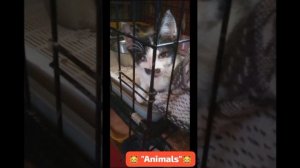 🐟🐟🐟Я сегодня, как селёдочка  , 
Скольжу. 
Очень плавно, эротично
Я из клетки ухожу.
(«Animals»)