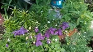 ЦВЕТОЧКИ РАДУЮТ🪴 НАРАБОТАЛАСЬ💪 ИСТОПИЛА БАНЬКУ🏡