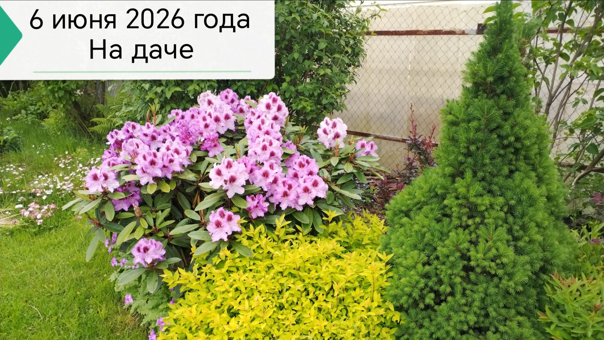 6 июня 2026 года на даче, пик цветения рододендрона Изабелла, гортензия в кашпо, готовим люля-кебаб
