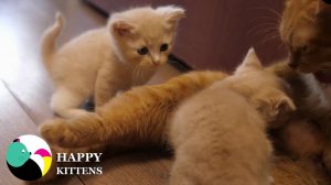 Мама-кошка кормит своих котят.