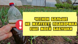 Бабушка под ЧЕСНОК вливала это! Чеснок в 2 раза больше и не желтеет!