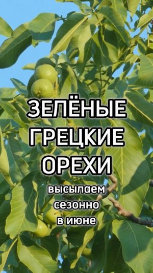 Зелёные грецкие орехи высылаем сезонно в июне