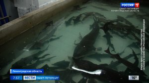 Вести Санкт-Петербург. Выпуск 07.35 от 11.06.2026