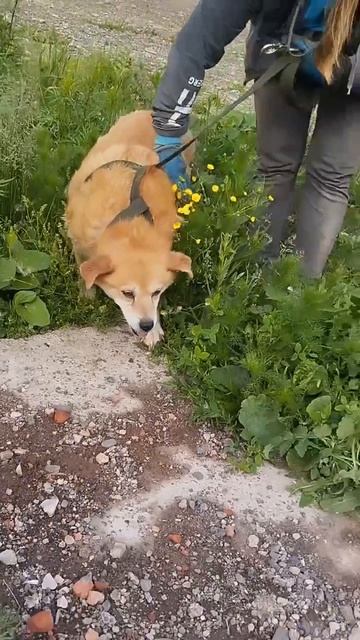Мы назвали ее Булочкой. Первая прогулка