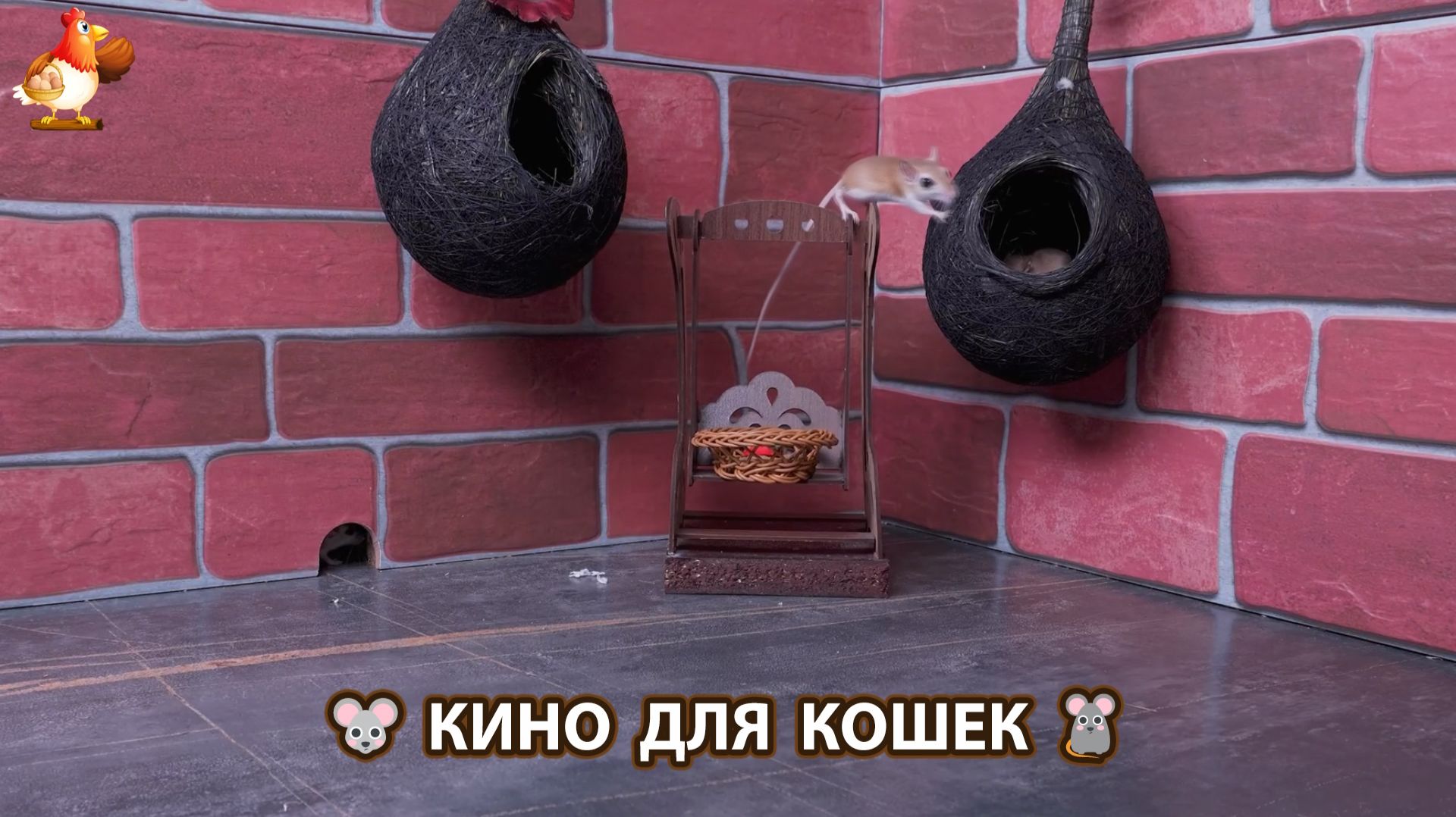 Видео для кошек про крысок развлекать питомцев 🐭🐀😂 (556) смотреть онлайн