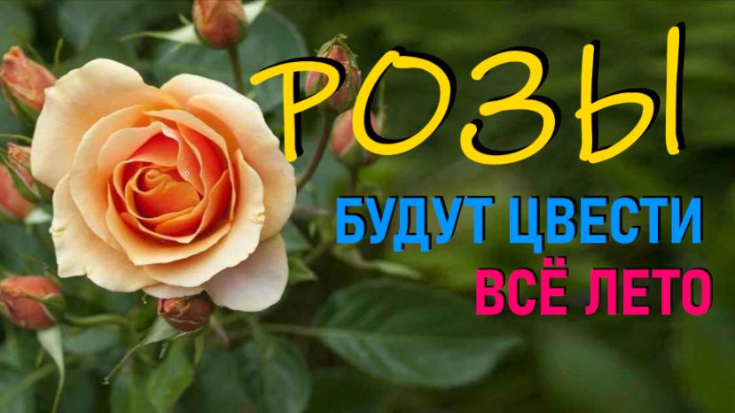 Три главных секрета пышных и здоровых роз смотреть онлайн