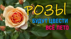 Три главных секрета пышных и здоровых роз