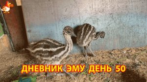 Дневник страусят Эму день 50