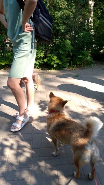 собака улыбака сиба приколы -встреча друзей