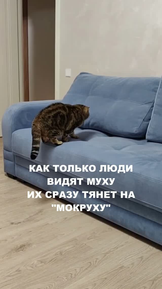 СМЕШНОЕ ВИДЕО C КОТАМИ.
