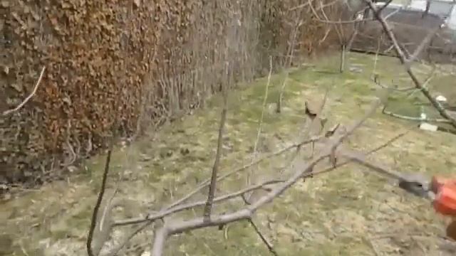 Детальный обзор обрезки яблони.