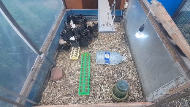 Выпускной у желторотиков 🐣🎓.100 дней до приказа. А не пошла бы ты...🚿