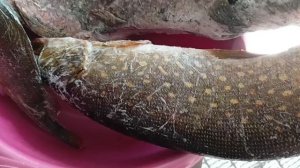 Рыбалка вечером на водохранке в Воронеже.