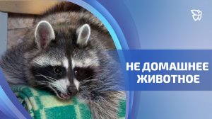 Новый житель появился в Центре реабилитации «Солнечная птица»