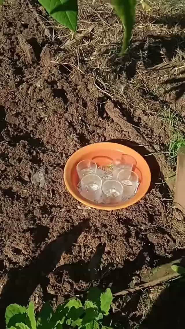 Собаки гуляют на выгульной