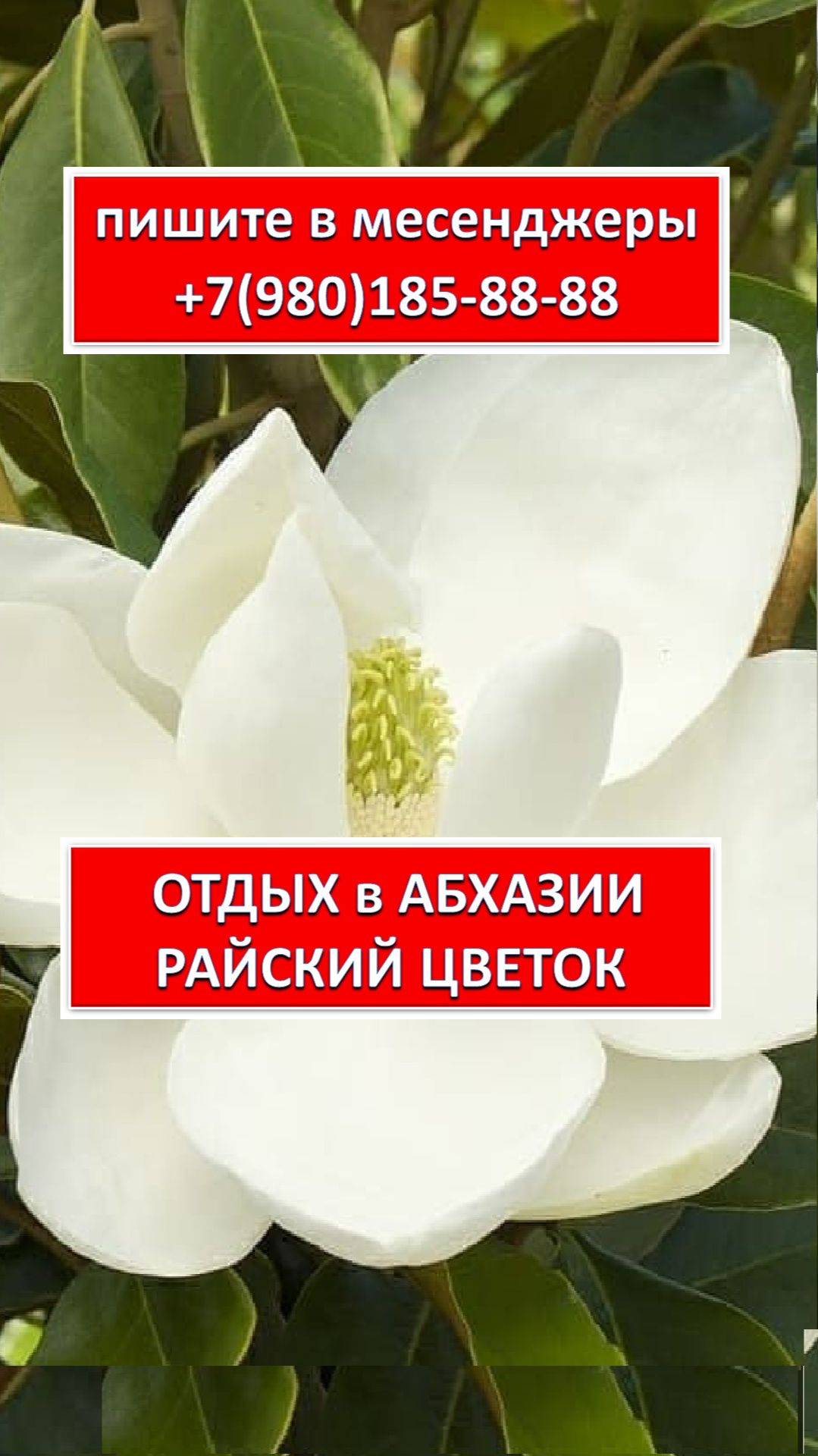 ОТДЫХ В АБХАЗИИ. РАЙСКИЙ ЦВЕТОК