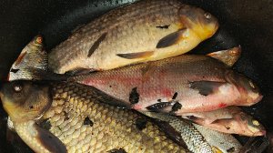 В поисках карася-гибрида😁Секрет рыбного места раскрыт🎣😉
