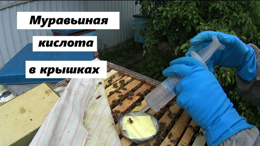 Обработка пчёл муравьиной кислотой в крышках. смотреть онлайн