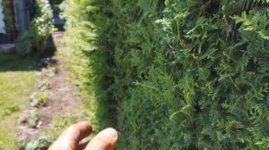 стрижка живой изгороди из туй Брабант в начале июня
