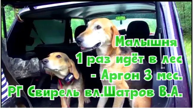 Малышня 1 раз идёт в лес- Аргон 3 мес. РГ Свирель вл.Шатров В.А.#охота #топ #hunting
