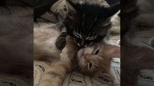 Милые котики ;*