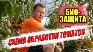 Защита томатов в теплице: что работает, а что — нет (и ошибки, которых нужно избегать)