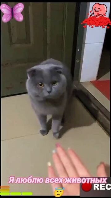 Я люблю всех животных😇 смотреть онлайн