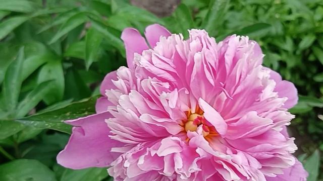 Пионы # цветы #🥀🥀🥀
