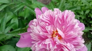 Пионы # цветы #🥀🥀🥀