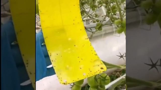 Желтая двусторонняя лента для борьбы с вредителями смотреть онлайн