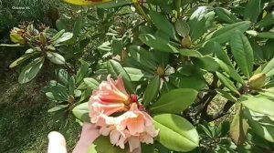 Расцвели рододендроны. 11 июня. Южно-Сахалинск.mp4