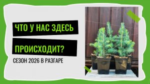 Прогулка по питомнику 🌲СВОЯХВОЯ•Сезон 2026 полным ходом
