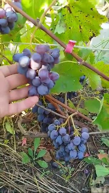 Кишмиш Юпитер 31.08.2025г.
